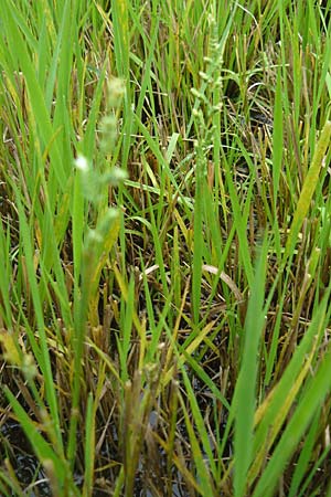 Beckmannia eruciformis / European Slough Grass, D Botan. Gar.  Universit.  Mainz 13.9.2008