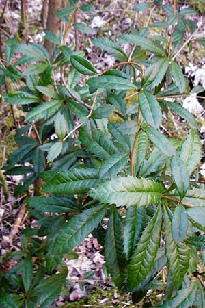 Berberis julianae \ Groblttrige Berberitze, Julianes Berberitze, D Alsbach 19.3.2015