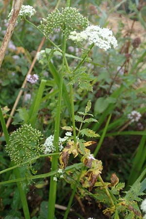 Berula erecta \ Aufrechte Bach-Berle, Aufrechter Merk / Lesser Water Parsnip, D Allensbach 3.9.2016