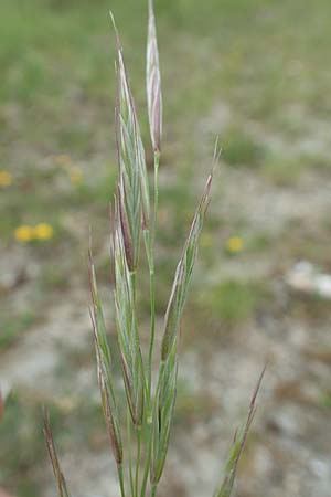 Bromus erectus \ Aufrechte Trespe, Berg-Trespe / Erect Brome, D Lorch am Rhein 9.5.2018