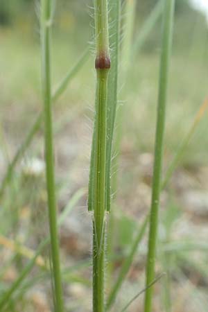 Bromus erectus \ Aufrechte Trespe, Berg-Trespe / Erect Brome, D Lorch am Rhein 9.5.2018