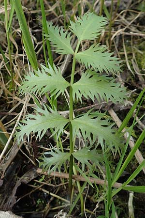 Berula erecta \ Aufrechte Bach-Berle, Aufrechter Merk / Lesser Water Parsnip, D Xanten 22.5.2019