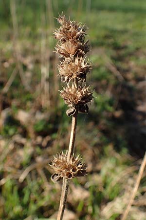 Betonica officinalis \ Echte Betonie, Heil-Ziest, D Odenwald, Rimbach 10.4.2020