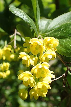 Berberis vulgaris \ Berberitze, Sauerdorn, D Grünstadt-Asselheim 26.4.2020