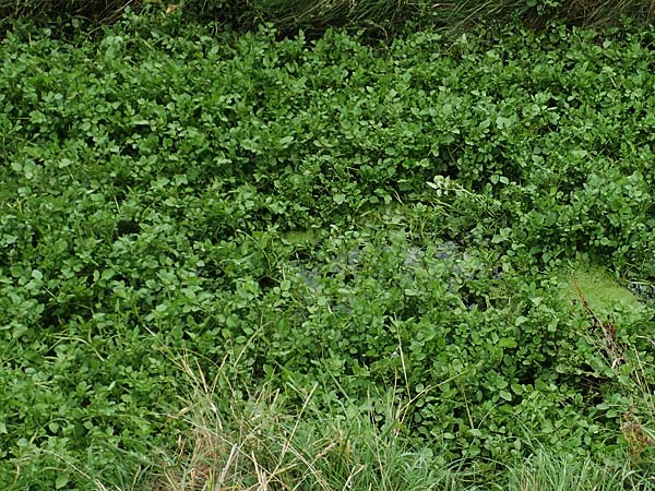 Berula erecta \ Aufrechte Bach-Berle, Aufrechter Merk / Lesser Water Parsnip, D Sachsen-Anhalt, Sülzetal-Sülldorf 27.9.2020