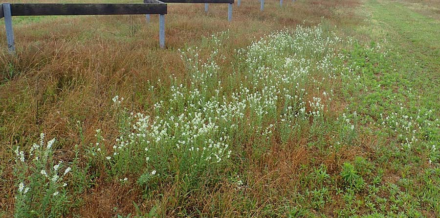 Berteroa incana / Hoary Alyssum, D Hockenheim 24.6.2021