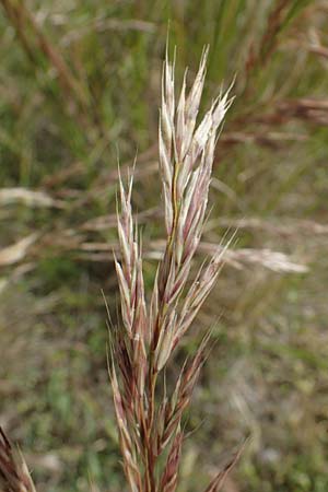 Bromus erectus \ Aufrechte Trespe, Berg-Trespe, D Thüringen, Bad Frankenhausen 8.6.2022