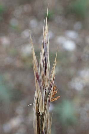 Bromus erectus \ Aufrechte Trespe, Berg-Trespe, D Thüringen, Bad Frankenhausen 8.6.2022