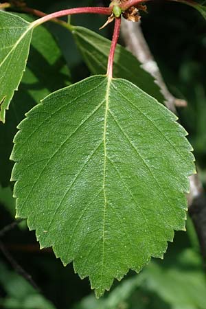 Betula carpatica / Carpathian Birch, D Rhön, Heidelstein 20.6.2023