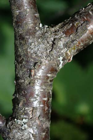 Betula carpatica / Carpathian Birch, D Rhön, Heidelstein 20.6.2023