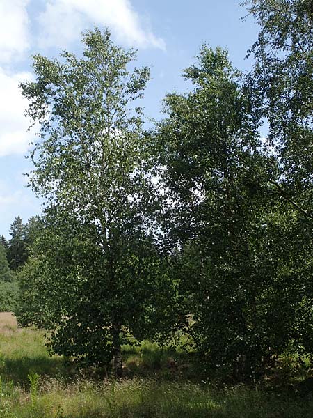 Betula carpatica \ Karpaten-Birke / Carpathian Birch, D Rhön, Schwarzes Moor 20.6.2023