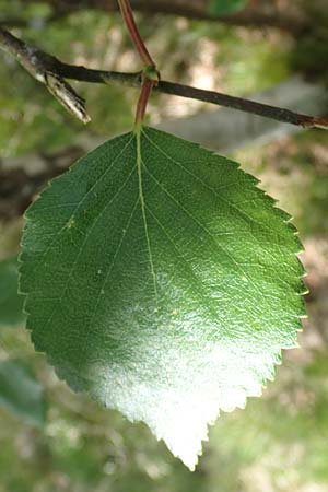 Betula carpatica \ Karpaten-Birke, D Rhön, Schwarzes Moor 20.6.2023