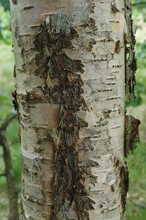 Betula carpatica / Carpathian Birch, D Rhön, Schwarzes Moor 20.6.2023