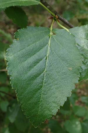 Betula carpatica \ Karpaten-Birke / Carpathian Birch, D Rhön, Schwarzes Moor 20.6.2023