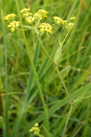 Bupleurum falcatum / Sickle-Leaved Hare's Ear, D Grettstadt 18.7.2015