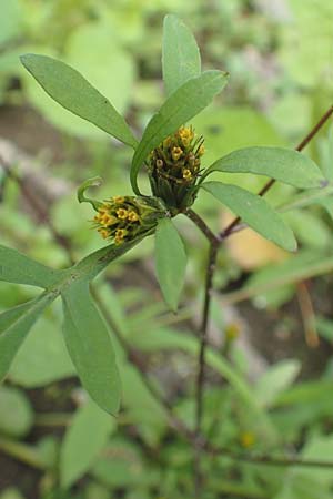 Bidens frondosa \ Schwarzfrchtiger Zweizahn, D Karlsruhe 3.10.2015