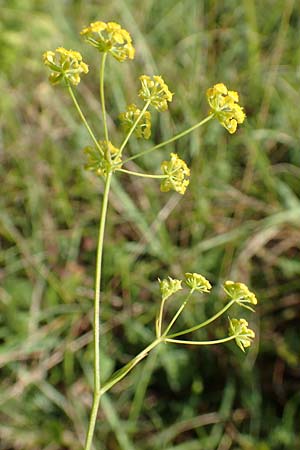 Bupleurum falcatum / Sickle-Leaved Hare's Ear, D Buchen 19.8.2017