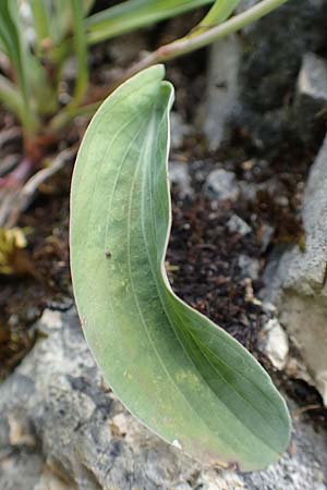 Bupleurum falcatum / Sickle-Leaved Hare's Ear, D Beuron 26.6.2018