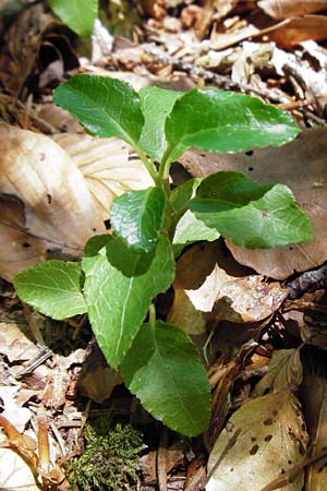 Orthilia secunda \ Birngrn, Nickendes Wintergrn / Serrated Winter Green, D Neresheim 10.7.2015