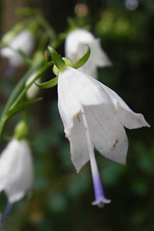 Adenophora liliifolia \ Lilienblttrige Becherglocke, Wohlriechende Schellenblume, D Wallersdorf 25.7.2015