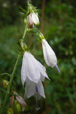 Adenophora liliifolia \ Lilienblättrige Becherglocke, Wohlriechende Schellenblume / Common Ladybell, D Wallersdorf 25.7.2015