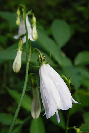 Adenophora liliifolia \ Lilienblttrige Becherglocke, Wohlriechende Schellenblume, D Wallersdorf 25.7.2015