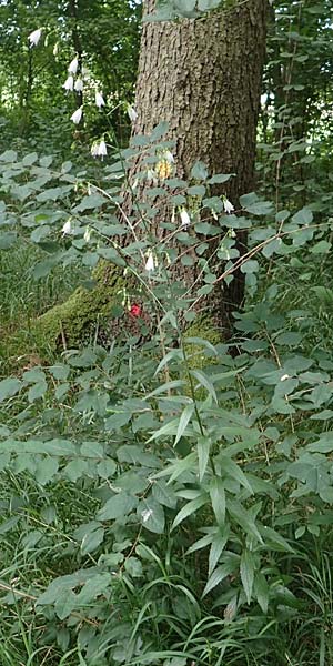 Adenophora liliifolia \ Lilienblttrige Becherglocke, Wohlriechende Schellenblume / Common Ladybell, D Wallersdorf 25.7.2015