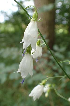 Adenophora liliifolia \ Lilienblttrige Becherglocke, Wohlriechende Schellenblume / Common Ladybell, D Wallersdorf 25.7.2015