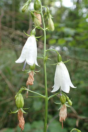 Adenophora liliifolia \ Lilienblttrige Becherglocke, Wohlriechende Schellenblume, D Wallersdorf 25.7.2015