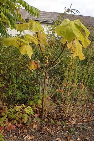 Paulownia tomentosa / Princess Tree, Foxglove Tree, D Ludwigshafen 26.10.2021