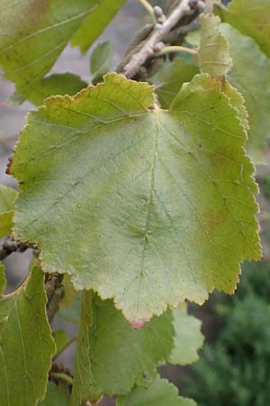 Corylus colurna \ Baum-Hasel, D Mannheim 14.9.2017