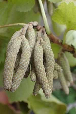 Corylus colurna \ Baum-Hasel, D Mannheim 14.9.2017