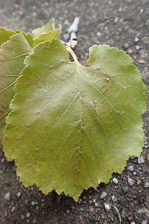 Corylus colurna \ Baum-Hasel / Turkish Hazel, D Mannheim 14.9.2017