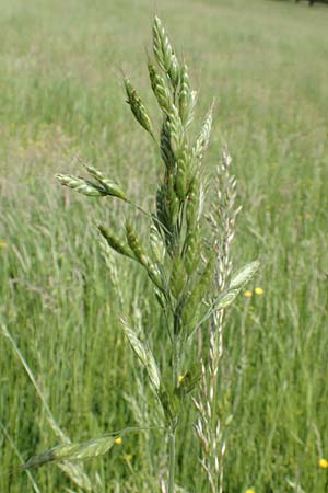 Bromus hordeaceus agg. / Soft Brome, D Eberbach 11.5.2018