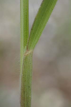 Bromus hordeaceus agg. / Soft Brome, D Mannheim 24.4.2022