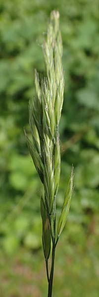 Bromus hordeaceus agg. \ Weiche Trespe, D Aachen 19.6.2022