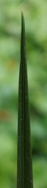 Bromus hordeaceus agg. / Soft Brome, D Aachen 19.6.2022