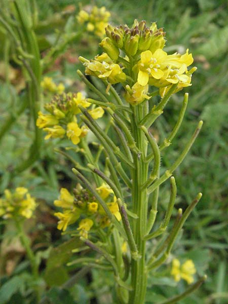 Barbarea intermedia \ Mittleres Barbarakraut / Medium-Flowered Winter Cress, D Schwarzwald/Black-Forest, Feldberg 18.5.2007