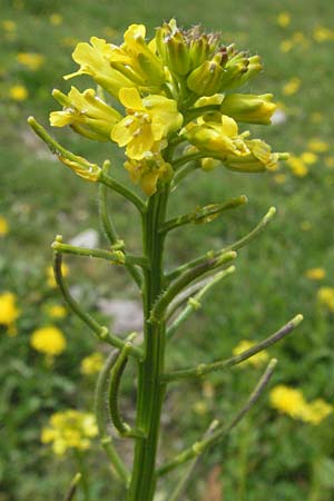 Barbarea intermedia \ Mittleres Barbarakraut / Medium-Flowered Winter Cress, D Schwarzwald/Black-Forest, Feldberg 18.5.2007