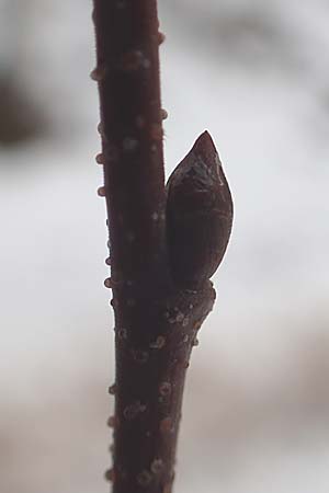 Betula pendula \ Gewhnliche Birke, Hnge-Birke / Silver Birch, D Wachenheim 4.1.2015