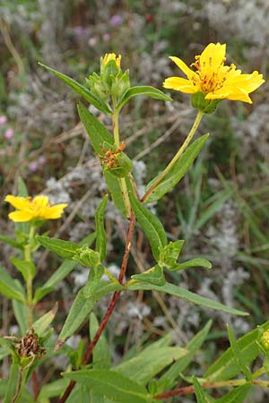 Guizotia abyssinica / Niger, Gingelli, D Mosbach-Eisenbusch 8.9.2015