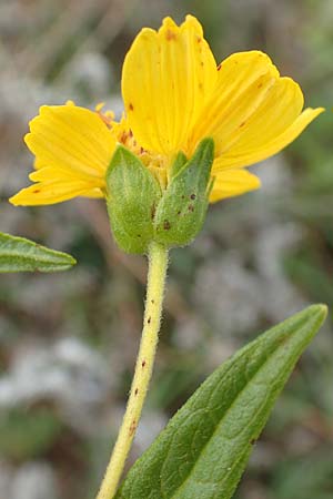 Guizotia abyssinica \ Ramtillkraut, Nigersaat / Niger, Gingelli, D Mosbach-Eisenbusch 8.9.2015