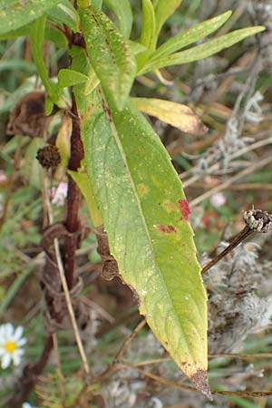 Guizotia abyssinica \ Ramtillkraut, Nigersaat, D Mosbach-Eisenbusch 8.9.2015