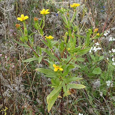 Guizotia abyssinica / Niger, Gingelli, D Mosbach-Eisenbusch 8.9.2015