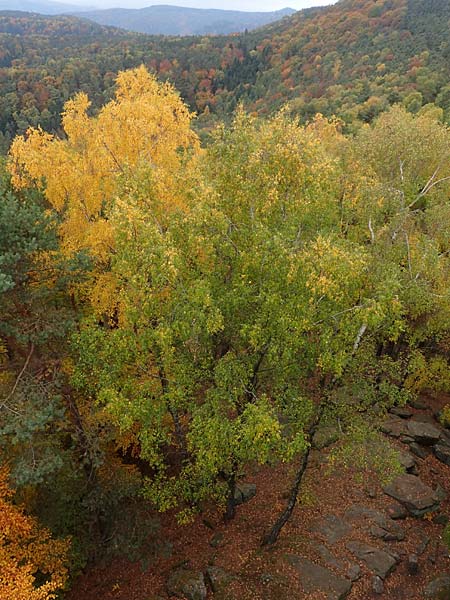 Betula pendula \ Gewhnliche Birke, Hnge-Birke / Silver Birch, D Wachenheim 25.10.2015