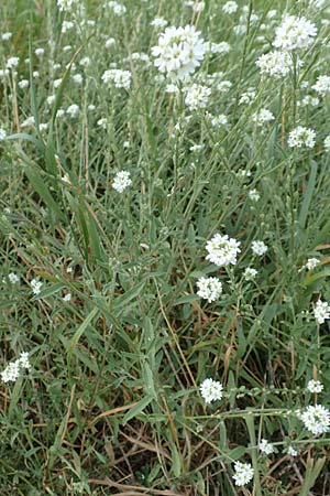 Berteroa incana \ Graukresse / Hoary Alyssum, D Mömlingen 10.9.2016