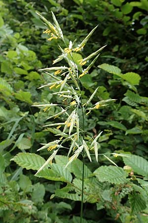 Bromus inermis \ Grannenlose Trespe / Hungarian Brome, D Odenwald, Reichelsheim 16.6.2017