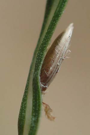 Digitaria sanguinalis \ Blutrote Fingerhirse / Hairy Finger-Grass, D Mannheim 17.9.2017