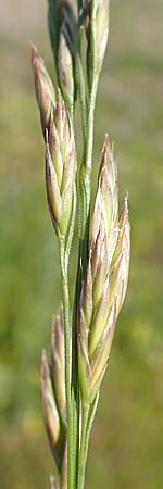 Festuca arundinacea \ Rohr-Schwingel / Tall Fescue, D Germersheim 4.6.2019