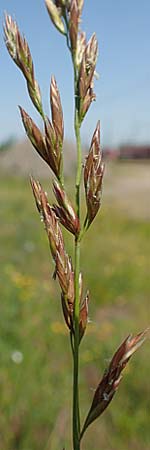 Festuca arundinacea \ Rohr-Schwingel / Tall Fescue, D Germersheim 4.6.2019